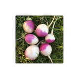 Navet Purple Top White Globe Biologique (Semences) Semences Nordiques - La Boite à Grains