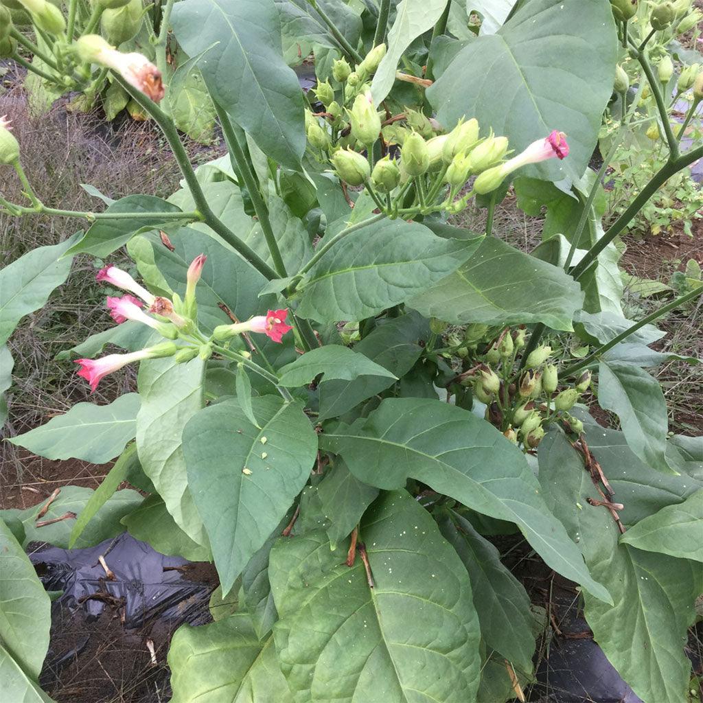 Nicotine Tabac Petit Canadien Biologique Les Jardins de l'Écoumène - La Boite à Grains