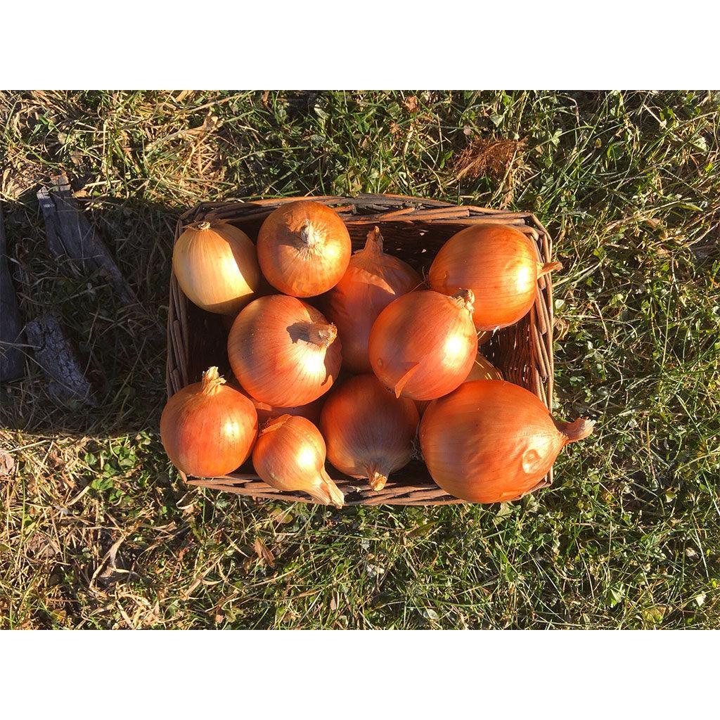 Onion New York Early Organic (Seeds) Nordic Seeds - La Boite à Grains