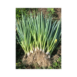 Organic Evergreen Green Onion (Seeds) Nordic Seeds - La Boite à Grains