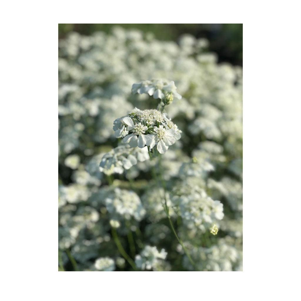 Orlaya Biologique (Semences) Semences Nordiques - La Boite à Grains