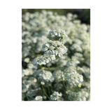 Orlaya Biologique (Semences) Semences Nordiques - La Boite à Grains