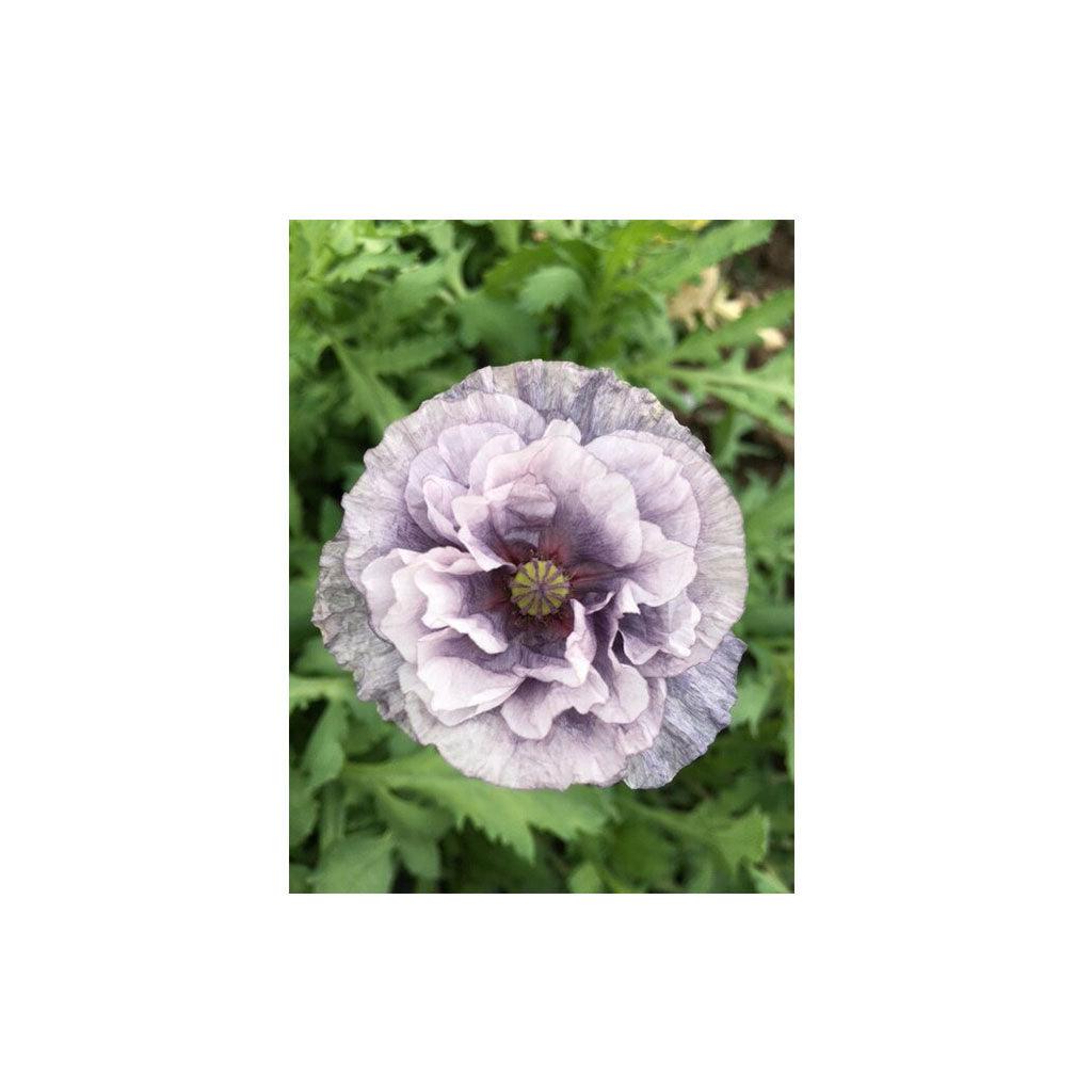 Pavot Amazing Grey Biologique (Semences) Semences Nordiques - La Boite à Grains