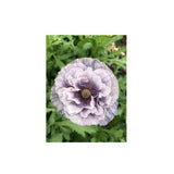 Pavot Amazing Grey Biologique (Semences) Semences Nordiques - La Boite à Grains