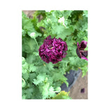 Organic Black Poeny Poppy (Seeds) Nordic Seeds - La Boite à Grains