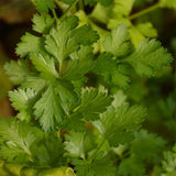 Organic Italian Parsley Les Jardins de l'Écoumène - La Boite à Grains