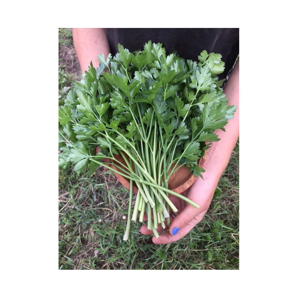 Organic Italian Flat Leaf Parsley (Seeds) Nordic Seeds - La Boite à Grains