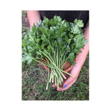 Organic Italian Flat Leaf Parsley (Seeds) Nordic Seeds - La Boite à Grains