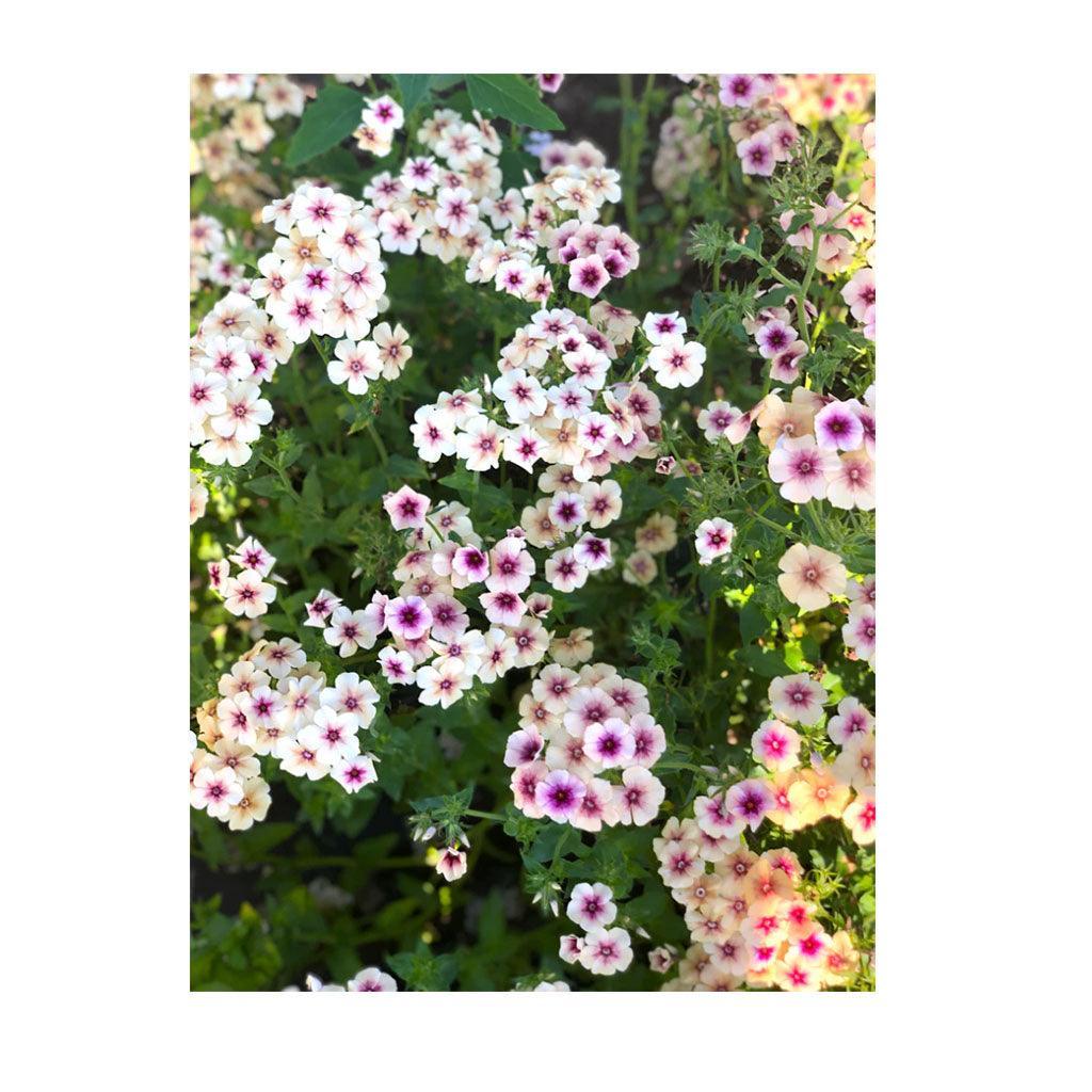 Phlox Cherry Caramel Organic (Seeds) Nordic Seeds - La Boite à Grains