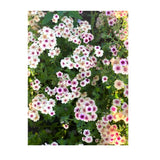 Phlox Cherry Caramel Organic (Seeds) Nordic Seeds - La Boite à Grains