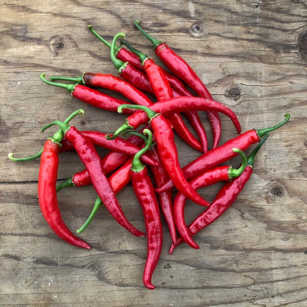 Piment Cayenne Ring of Fire Biologique Les Jardins de l'Écoumène - La Boite à Grains