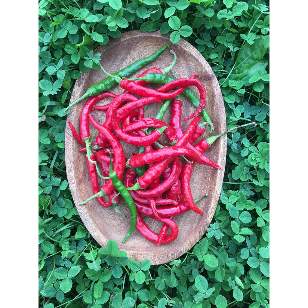 Piment Long Red Cayenne Biologique (Semences) Semences Nordiques - La Boite à Grains