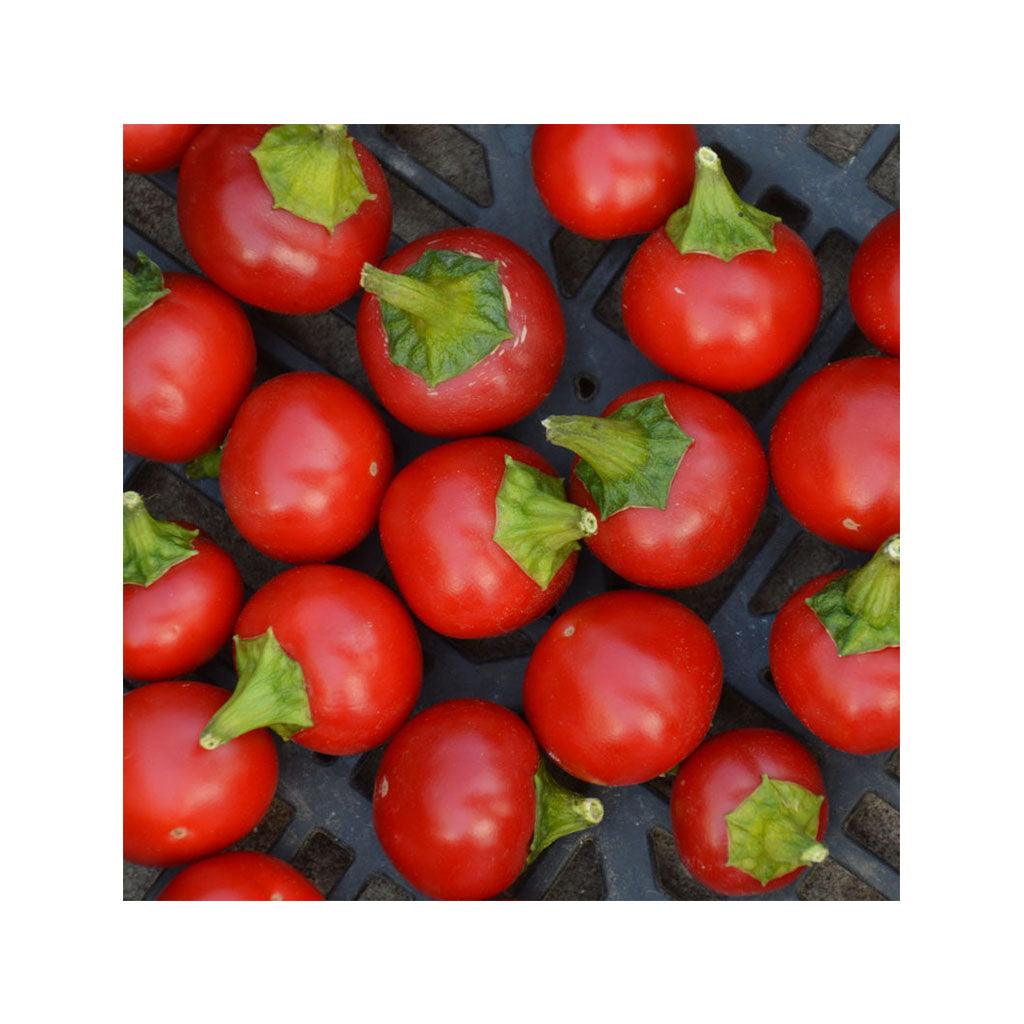 Piment Szentesi Cherry Biologique Les Jardins de l'Écoumène - La Boite à Grains