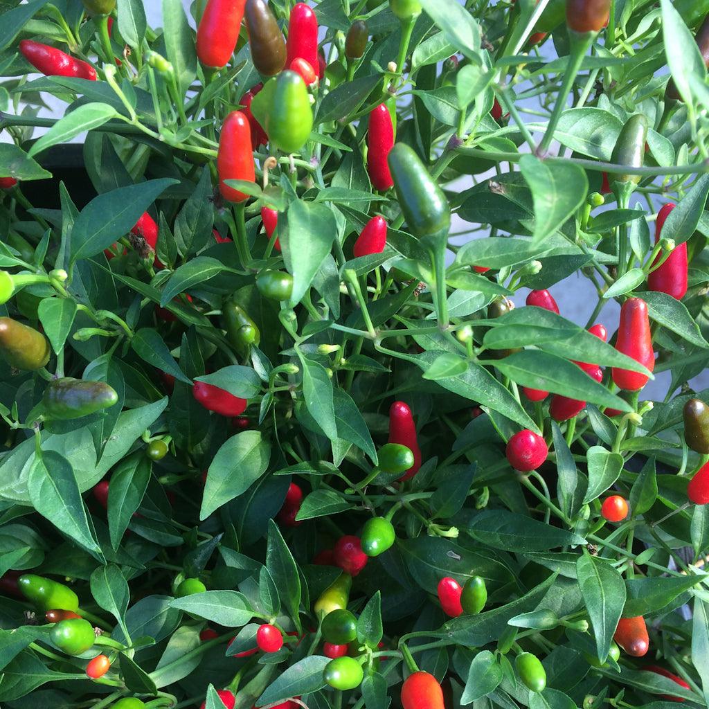 Piment Thaï Hot Biologique Les Jardins de l'Écoumène - La Boite à Grains