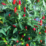 Piment Thaï Hot Biologique Les Jardins de l'Écoumène - La Boite à Grains
