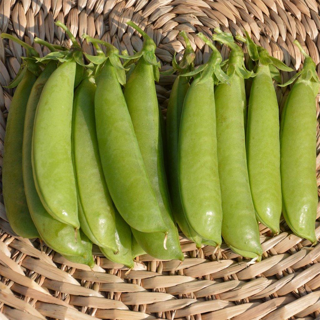 Organic Cascadia Peas Les Jardins de l'Écoumène - La Boite à Grains