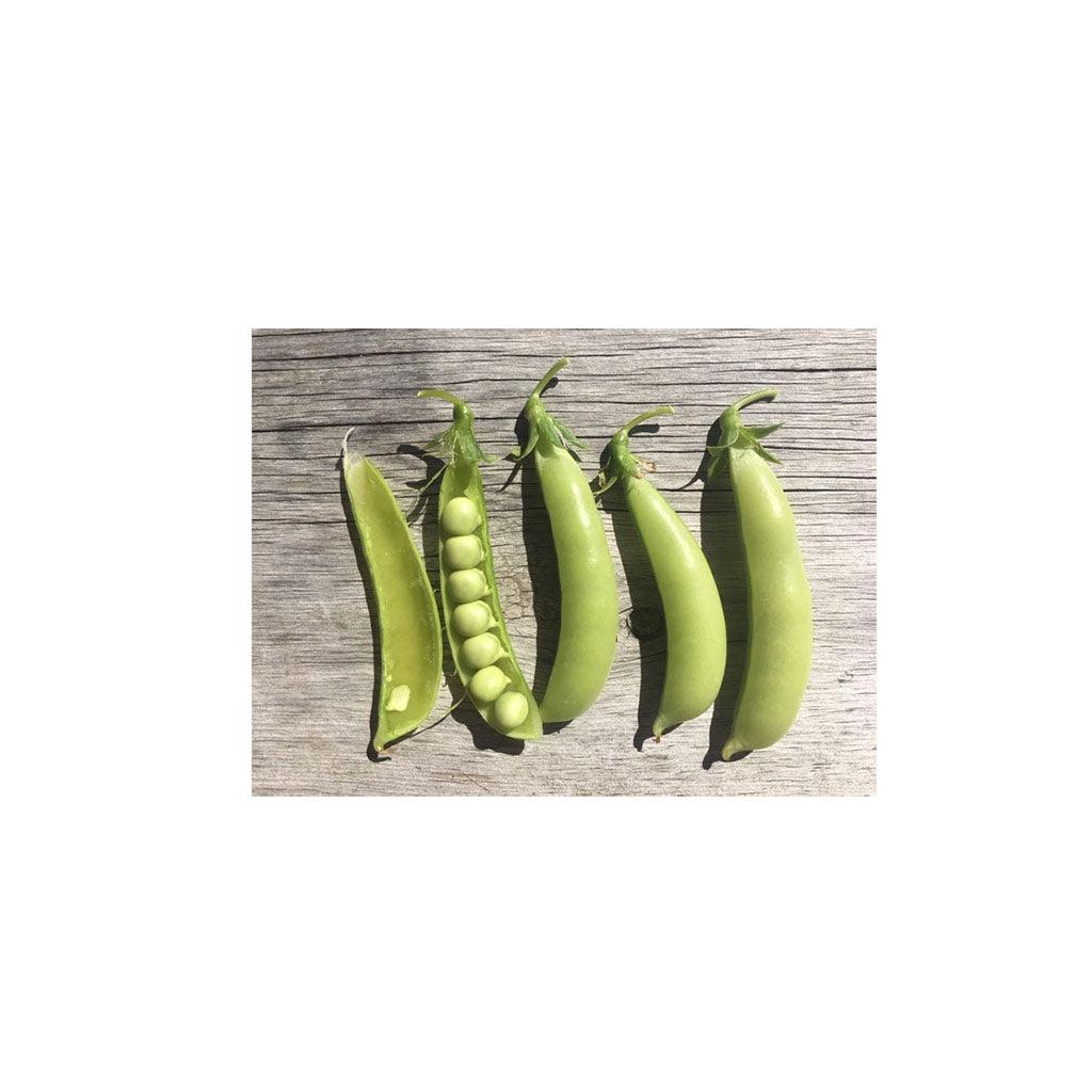 Pois Cascadia Biologique (Semences) Semences Nordiques - La Boite à Grains