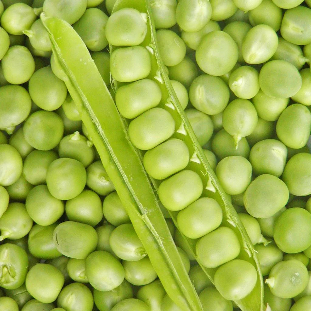 Organic Small Provençal Peas Les Jardins de l’Écoumène - La Boite à Grains