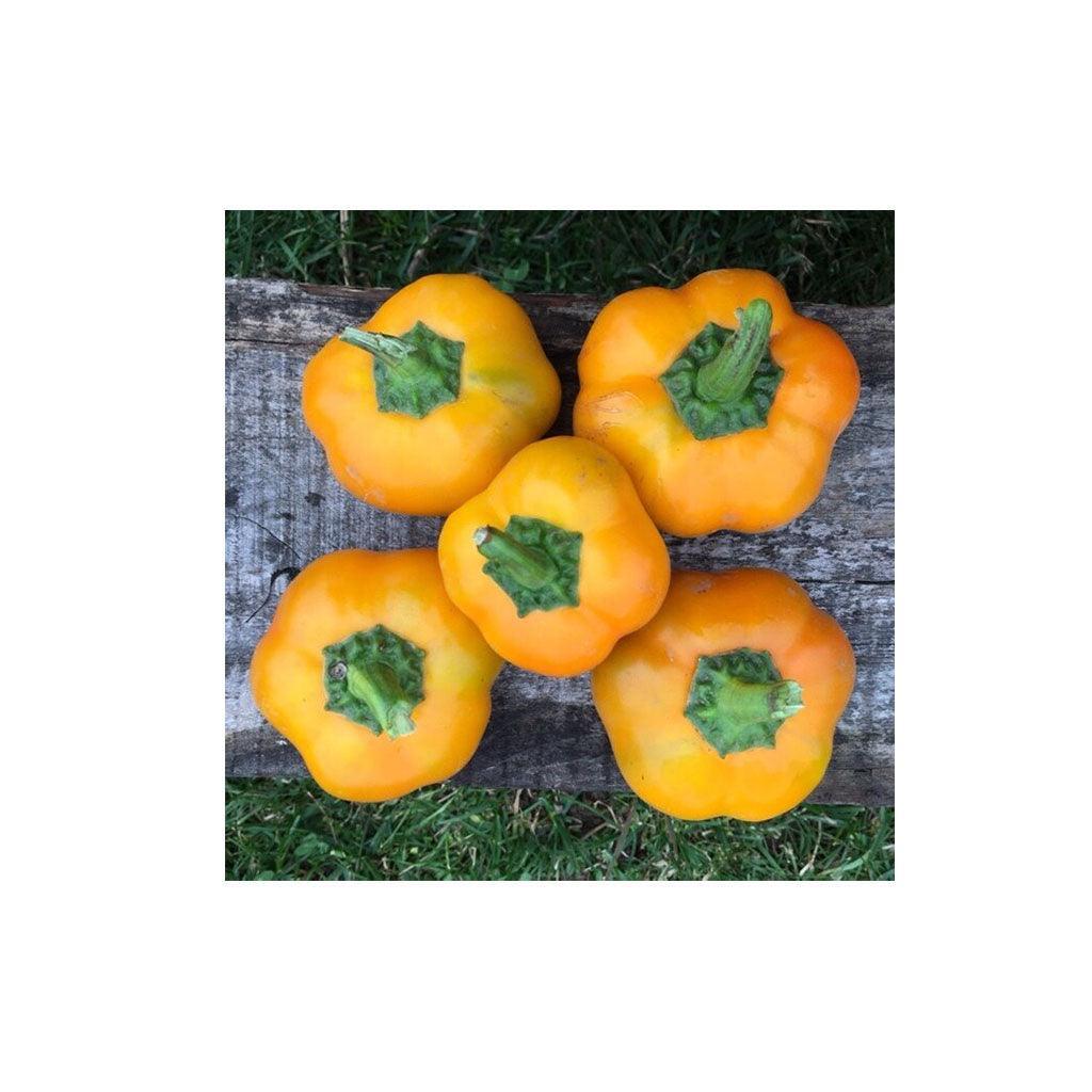 Organic Doe Hill Pepper (Seeds) Nordic Seeds - La Boite à Grains