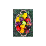 Poivron Iko Iko Biologique (Semences) Semences Nordiques - La Boite à Grains