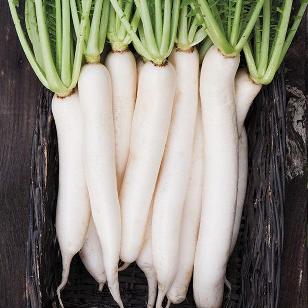 Radis Daikon Biologique Les Jardins de l'Écoumène - La Boite à Grains