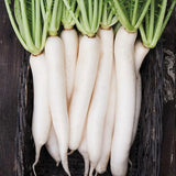 Organic Daikon Radish Les Jardins de l'Écoumène - La Boite à Grains