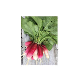 Radis French Breakfast Biologique (Semences) Semences Nordiques - La Boite à Grains