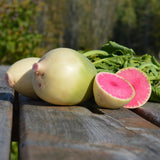Radis Melon d'Eau Biologique Les Jardins de l'Écoumène - La Boite à Grains
