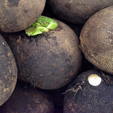 Organic Black Radish Les Jardins de l'Écoumène - La Boite à Grains
