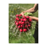 Organic Radish Raxe (Seeds) Nordic Seeds - La Boite à Grains
