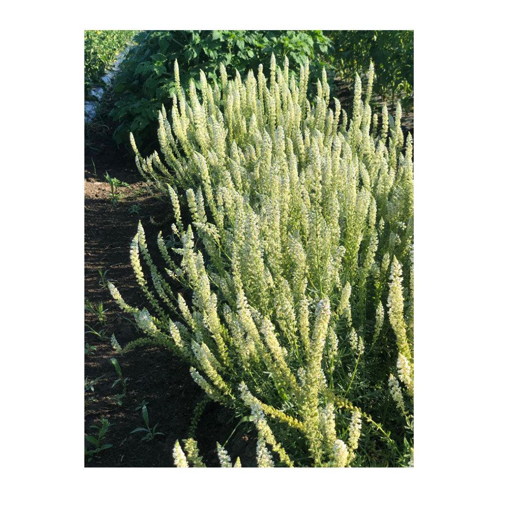 Reseda Alba White Mignonette Biologique (Semences) Semences Nordiques - La Boite à Grains