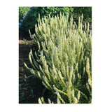 Reseda Alba White Mignonette Biologique (Semences) Semences Nordiques - La Boite à Grains