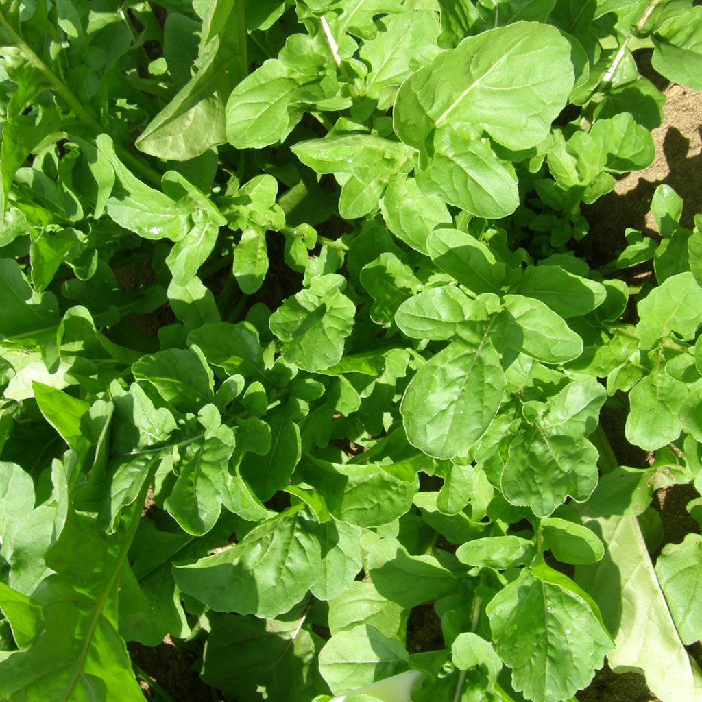 Organic Garden Arugula Les Jardins de l’Écoumène - La Boite à Grains