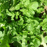 Organic Garden Arugula Les Jardins de l’Écoumène - La Boite à Grains