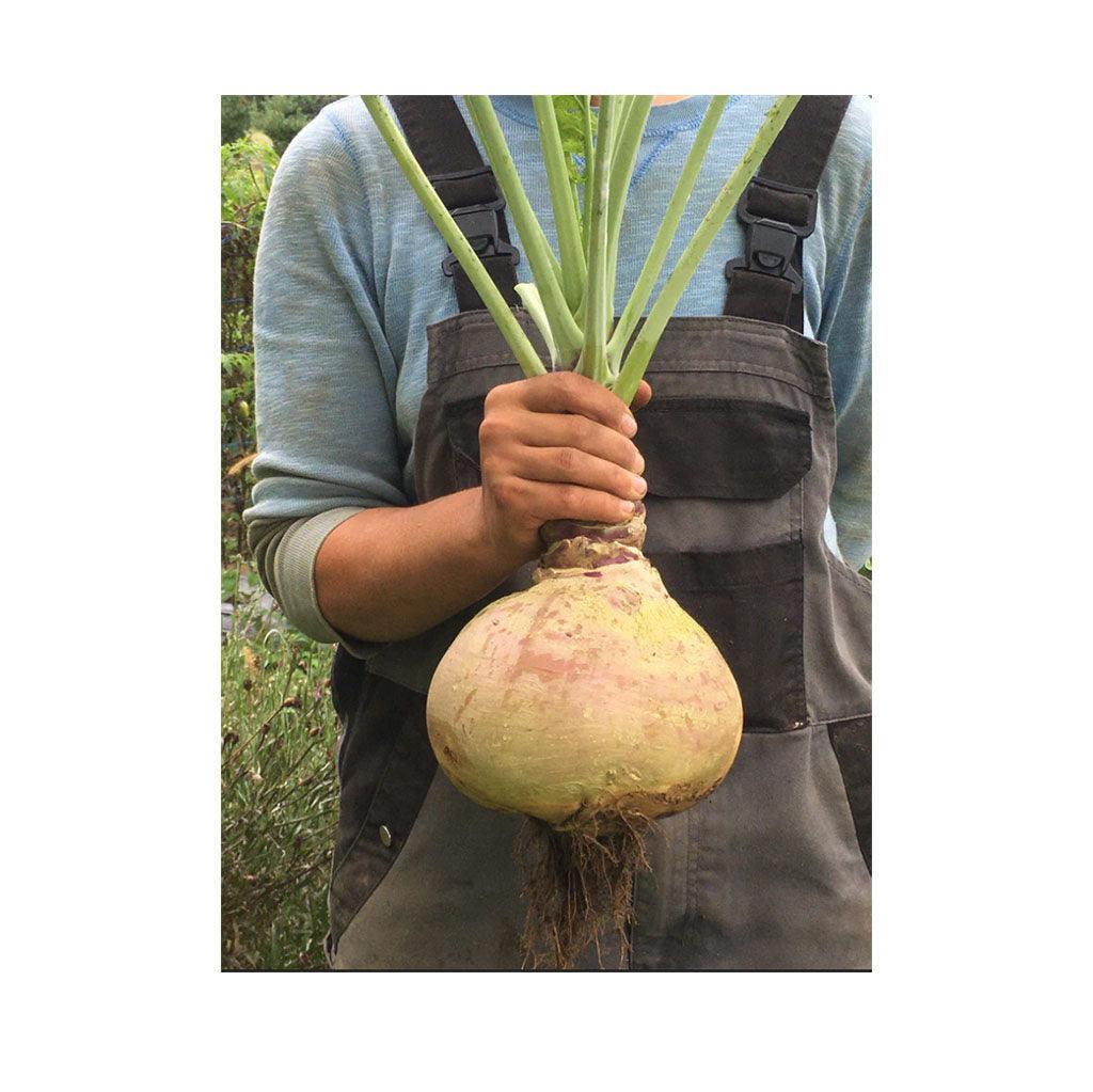 Rutabaga Helenor Organic (Seeds) Nordic Seeds - La Boite à Grains