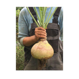Rutabaga Helenor Organic (Seeds) Nordic Seeds - La Boite à Grains
