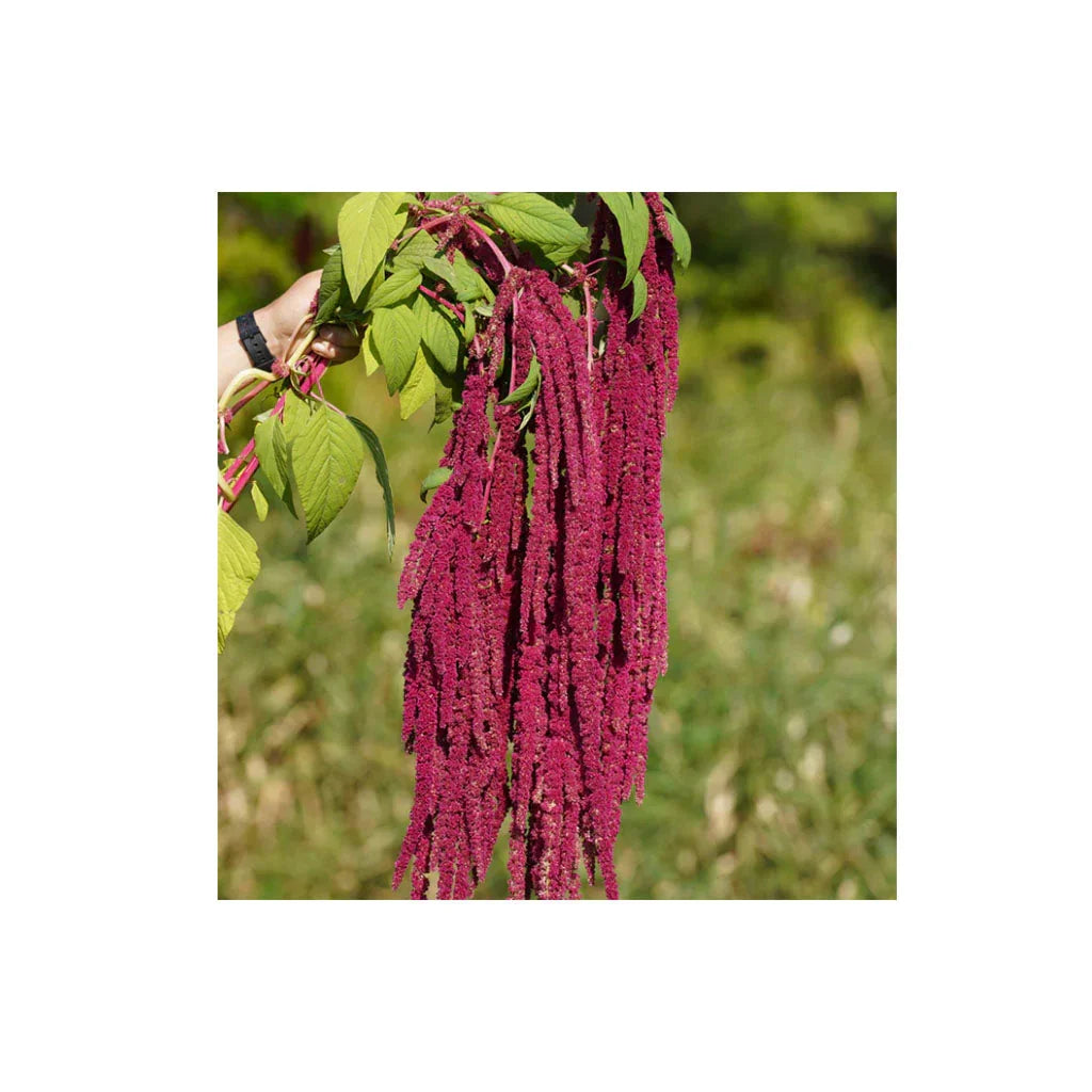amaranth love lies bleeding Semences Nordiques - La Boite à Grains