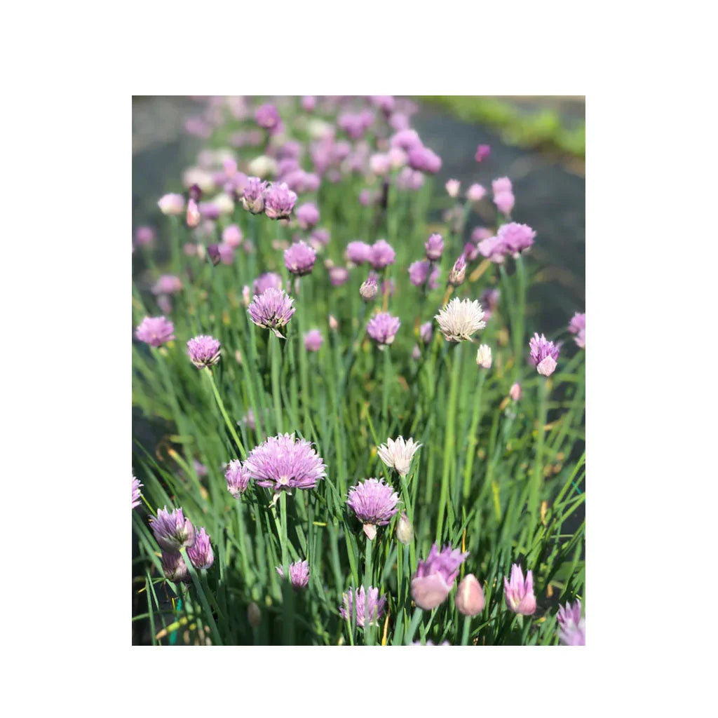 organic chives Nordic seeds