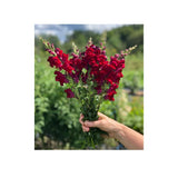 Organic Red Velvet Snapdragon (Seeds) Nordic Seeds