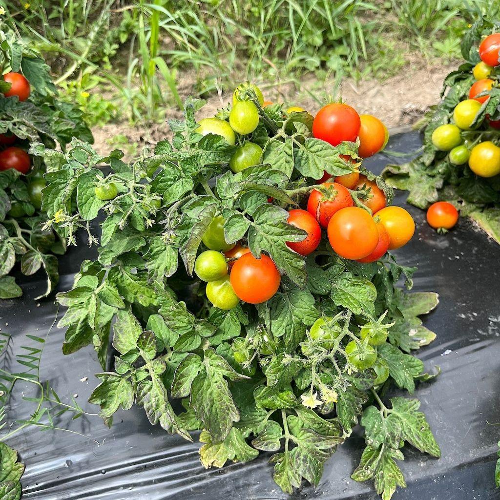 dwarf tomato Window Box Nordic Seeds - La Boite à Grains