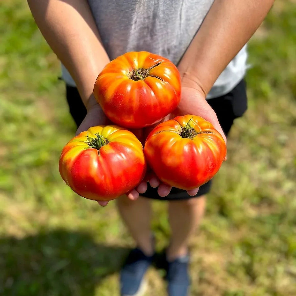 tomato Pruden's Purple Nordic Seeds - La Boite à Grains