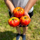 tomato Pruden's Purple Nordic Seeds - La Boite à Grains