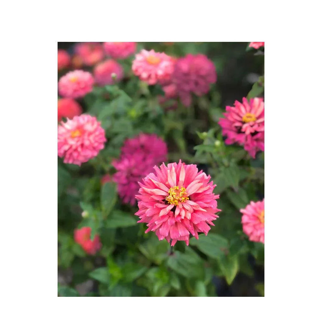 Zinnia Pink Señorita Organic (Seeds) Nordic Seeds