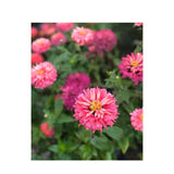 Zinnia Pink Señorita Organic (Seeds) Nordic Seeds