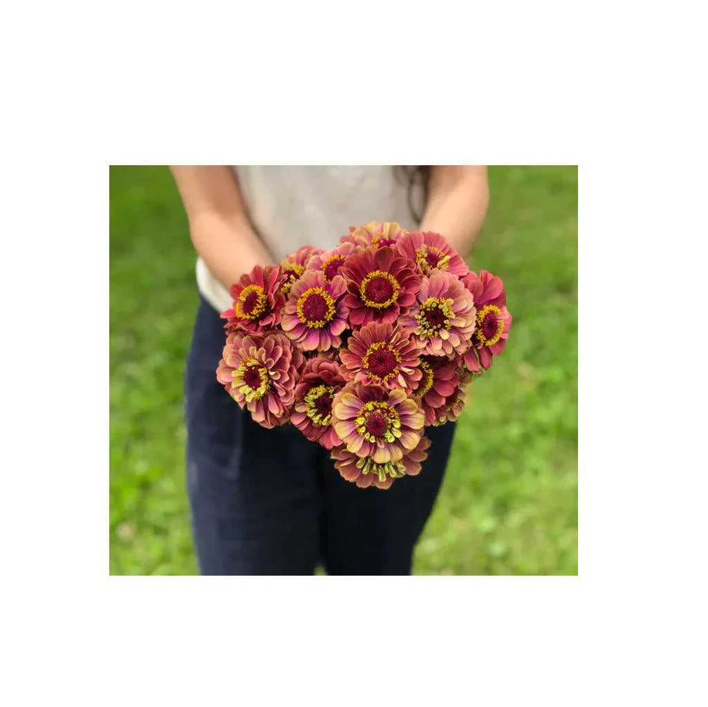 Zinnia Queen Lime Red Organic (Seeds) Nordic Seeds