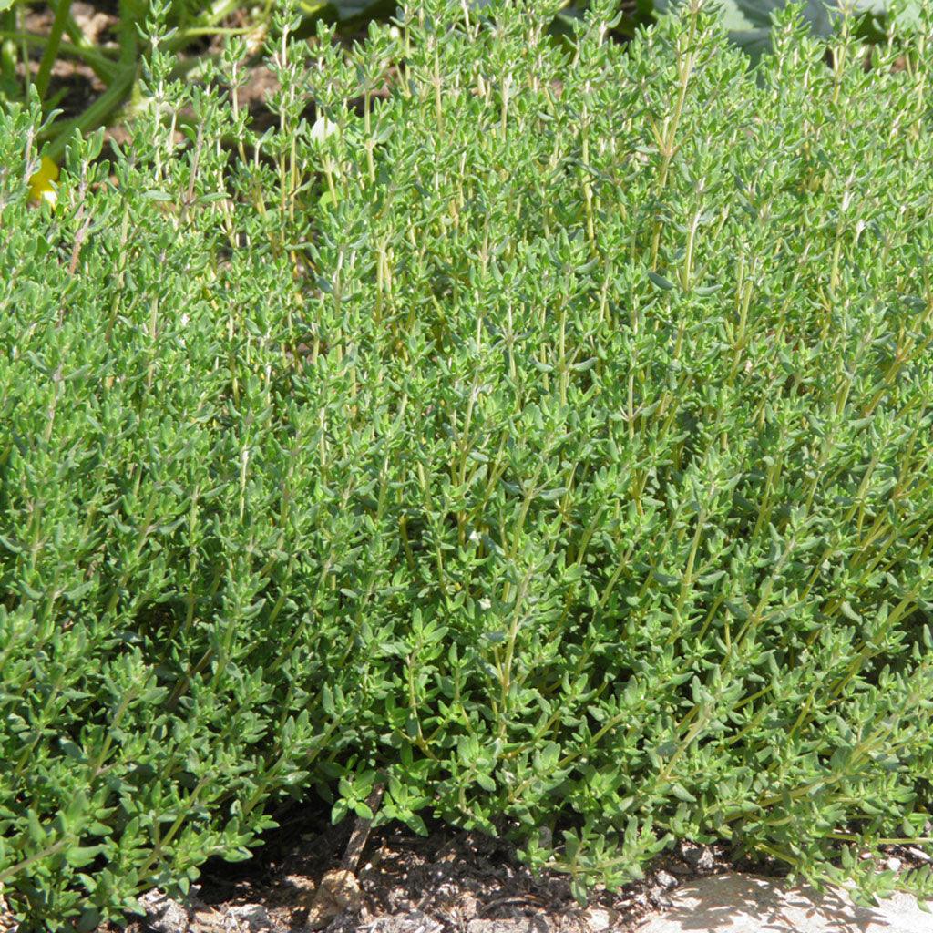 Thym Allemand Biologique Les Jardins de l'Écoumène - La Boite à Grains