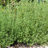 Thym Allemand Biologique Les Jardins de l'Écoumène - La Boite à Grains