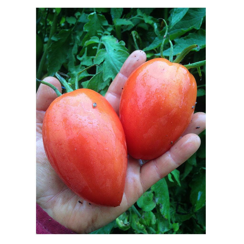 Organic Amish Paste Tomato (Seeds) Nordic Seeds - La Boite à Grains