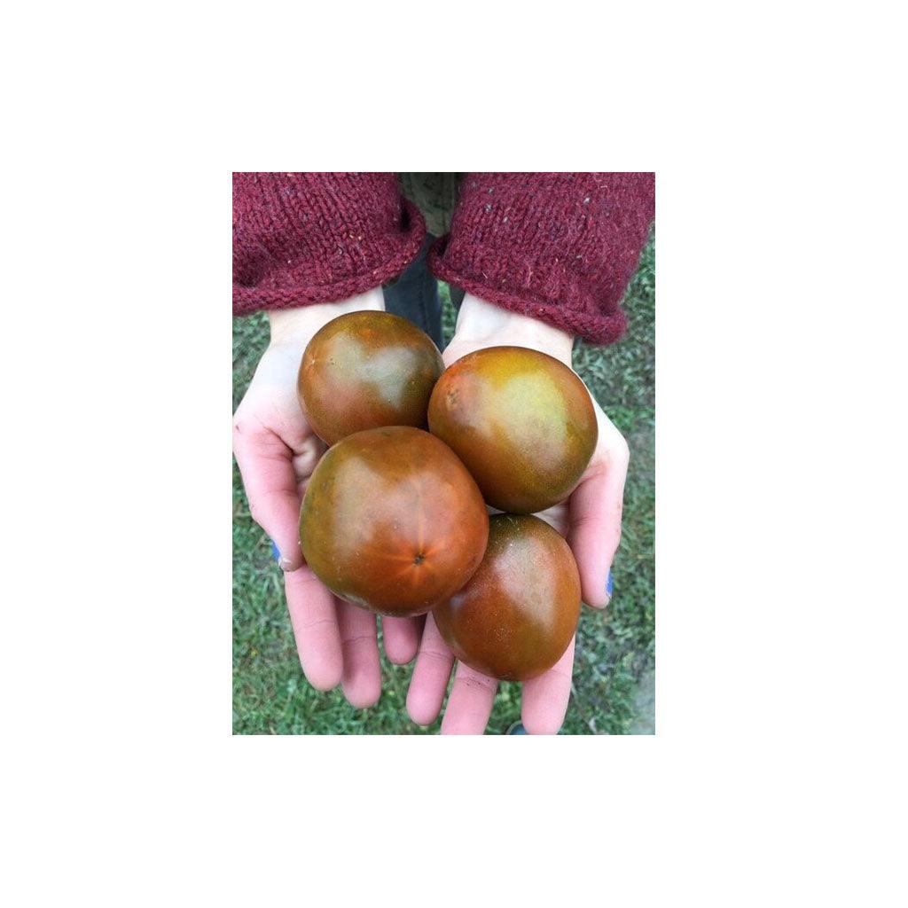 Tomate Black Prince Biologique (Semences) Semences Nordiques - La Boite à Grains