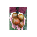 Tomate Black Prince Biologique (Semences) Semences Nordiques - La Boite à Grains